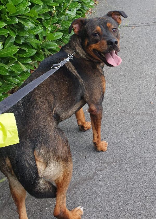 Tiglio delicato cucciolotto mix Rott, ipovedente a un occhio Foto 6